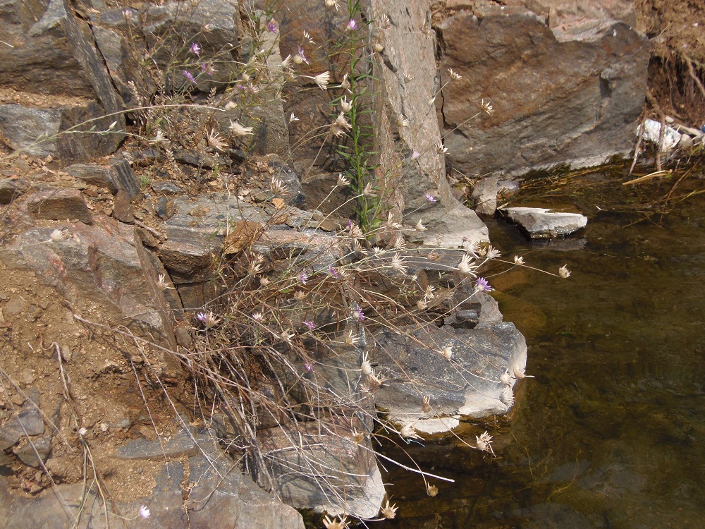 Image of Xeranthemum annuum specimen.