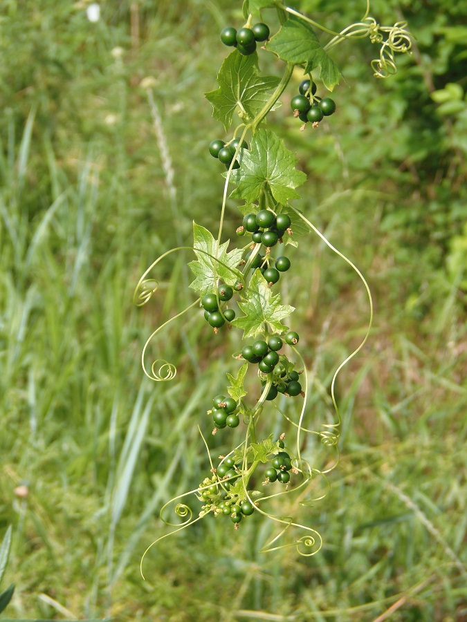 Image of Bryonia alba specimen.