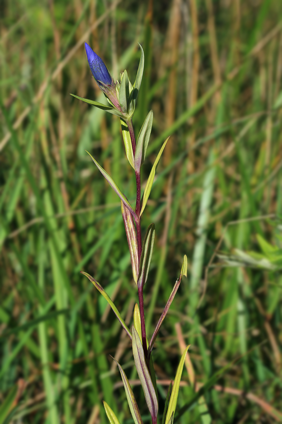 Image of Gentiana triflora specimen.