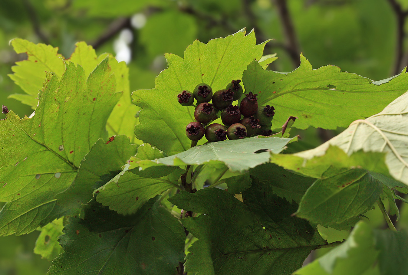 Изображение особи Crataegus chlorosarca.