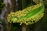 Euphorbia ingens. Верхушка ветки с соцветиями. Израиль, Шарон, г. Тель-Авив, ботанический сад \"Сад кактусов\". 16.11.2015.