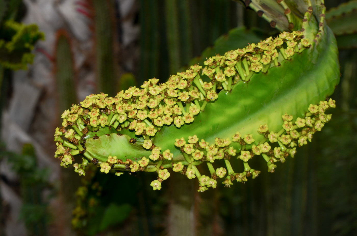 Изображение особи Euphorbia ingens.