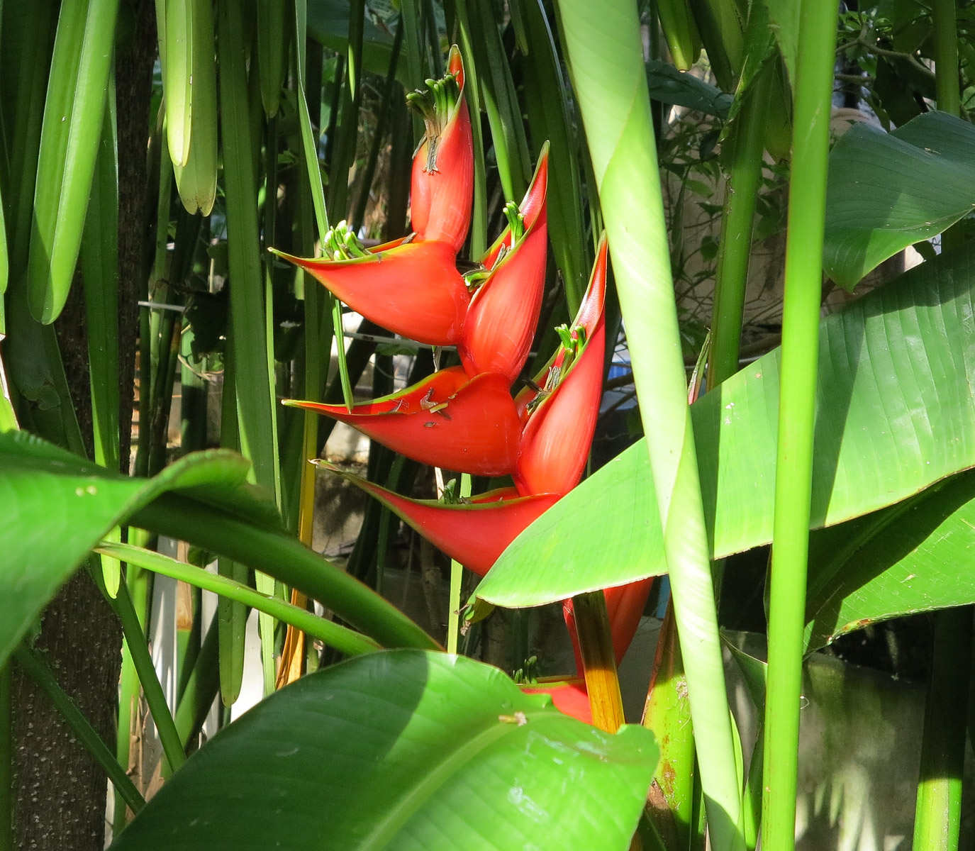 Image of Heliconia stricta specimen.