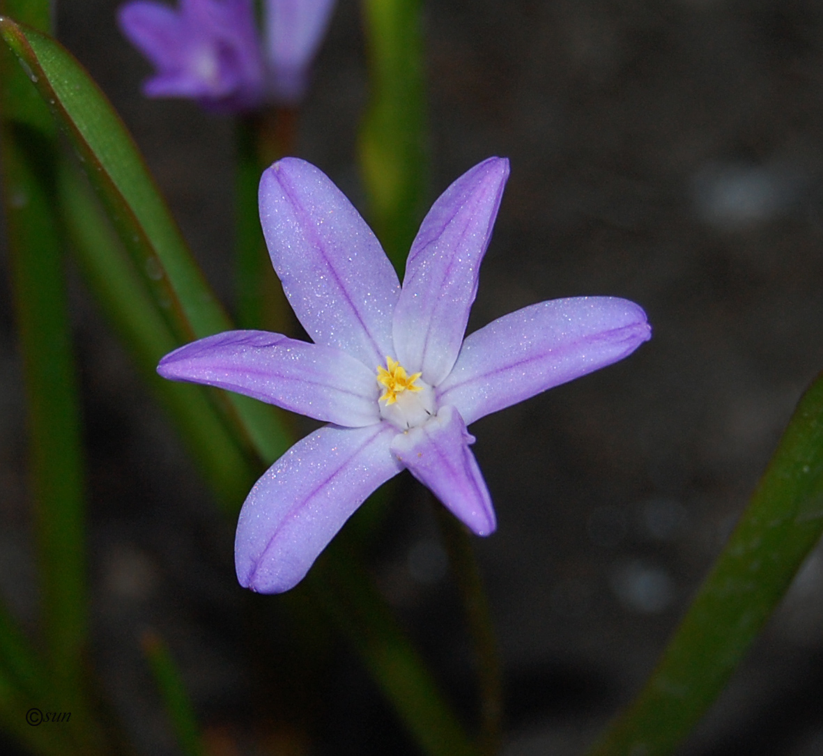 Изображение особи Chionodoxa luciliae.