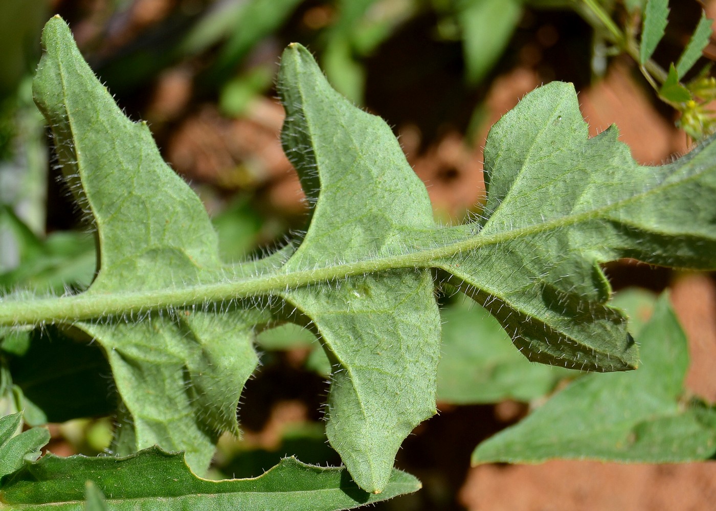 Изображение особи Sisymbrium altissimum.