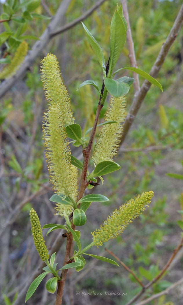 Image of Salix lucida specimen.