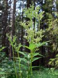 Filipendula ulmaria