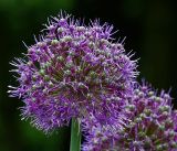 genus Allium
