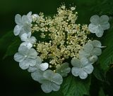 Viburnum opulus