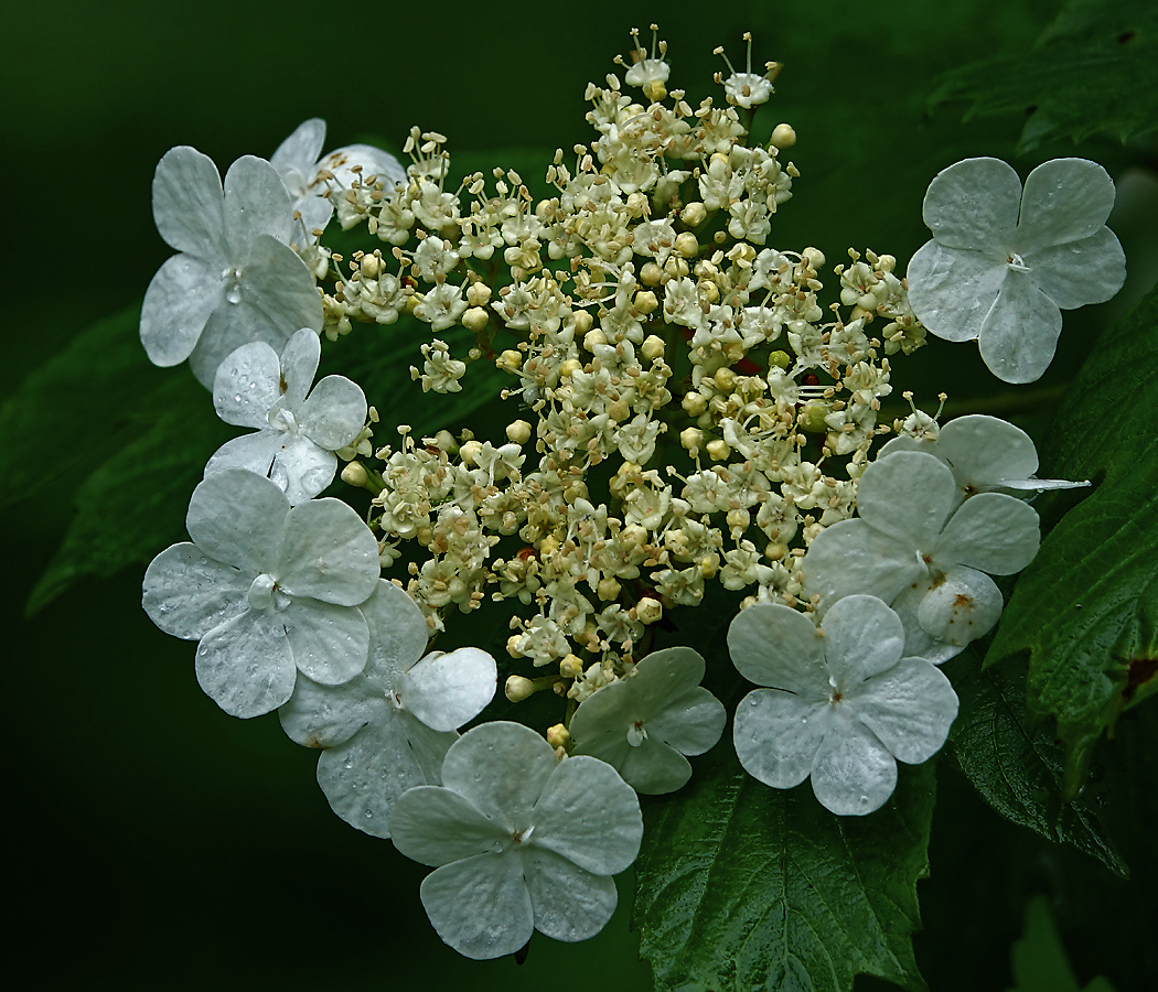 Image of Viburnum opulus specimen.