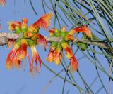 Calothamnus gilesii