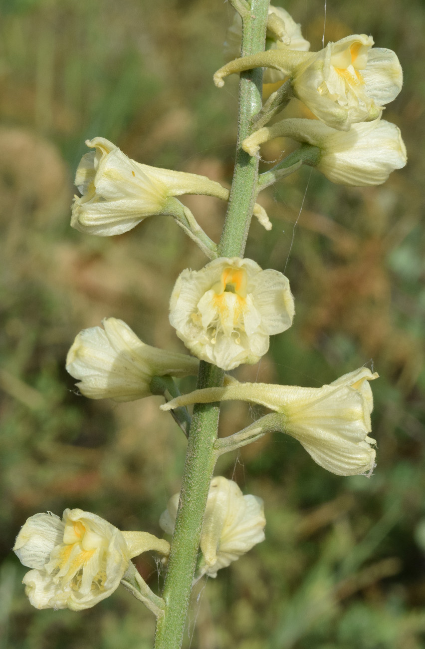 Изображение особи Delphinium biternatum.