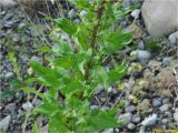 Oenothera rubricaulis. Средняя часть растения. Украина, Ивано-Франковская обл., Долинский р-н, Шевченковский сельсовет, окр. с. Мысливка, берег речки Свича, необрабатываемый предгорный луг. 06.07.2017.
