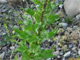 Oenothera rubricaulis