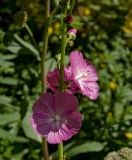 Sidalcea malviflora