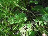 Pimpinella nigra