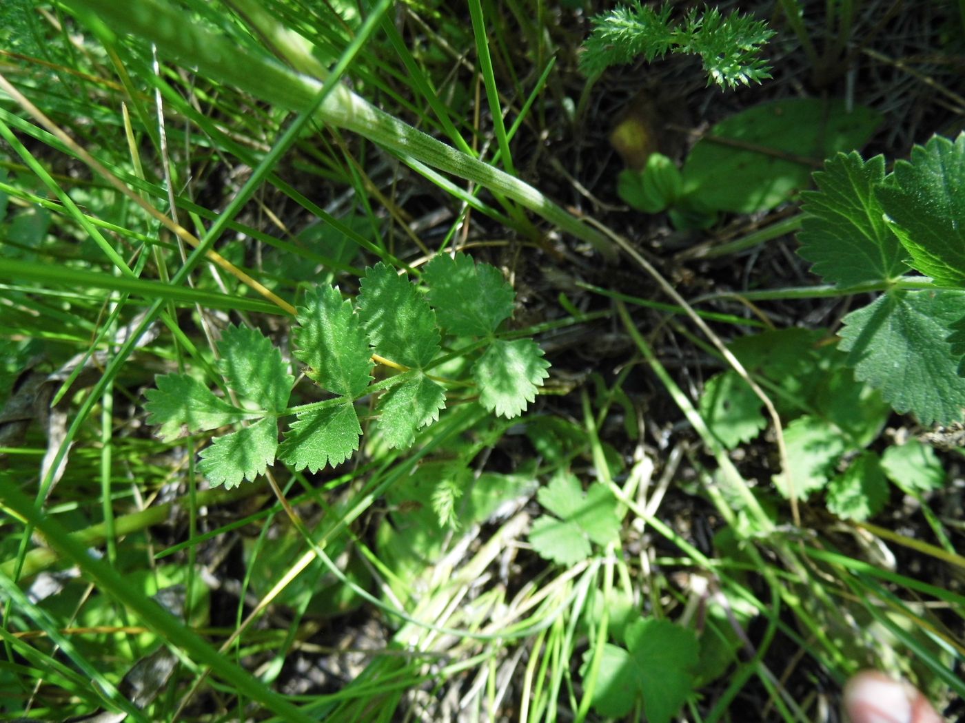 Image of Pimpinella nigra specimen.