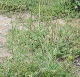 Glaucium corniculatum
