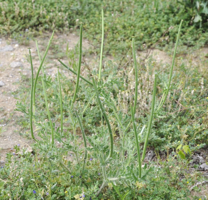 Изображение особи Glaucium corniculatum.