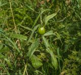 Cirsium setosum