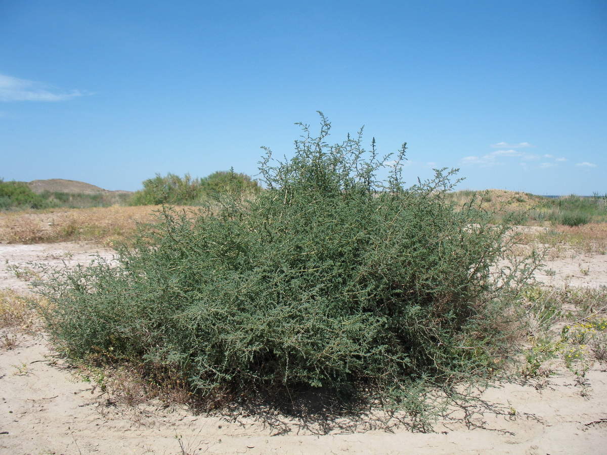 Image of Suaeda microphylla specimen.