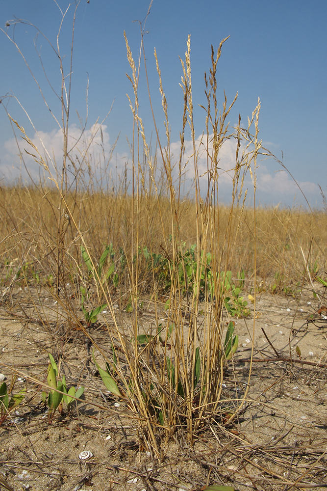 Image of Festuca pratensis specimen.