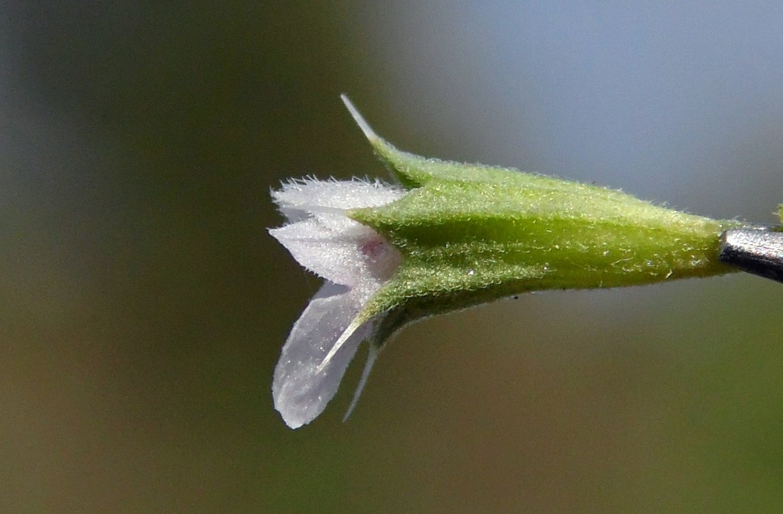 Изображение особи Chaiturus marrubiastrum.