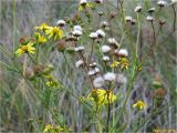 Senecio jacobaea