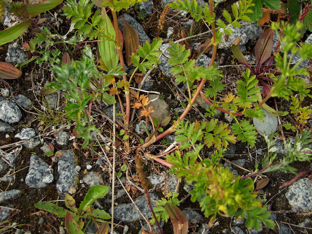 Image of Potentilla supina ssp. paradoxa specimen.