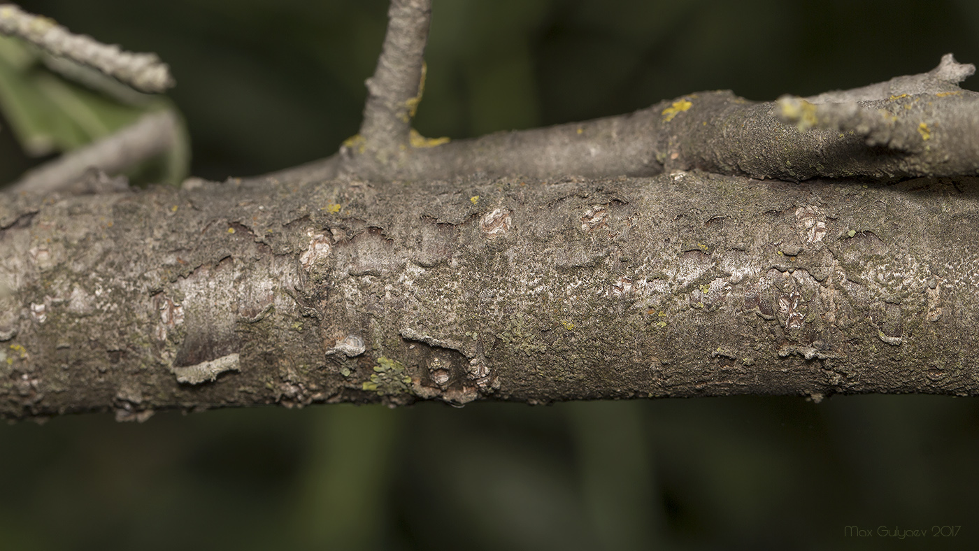 Image of Rhamnus cathartica specimen.