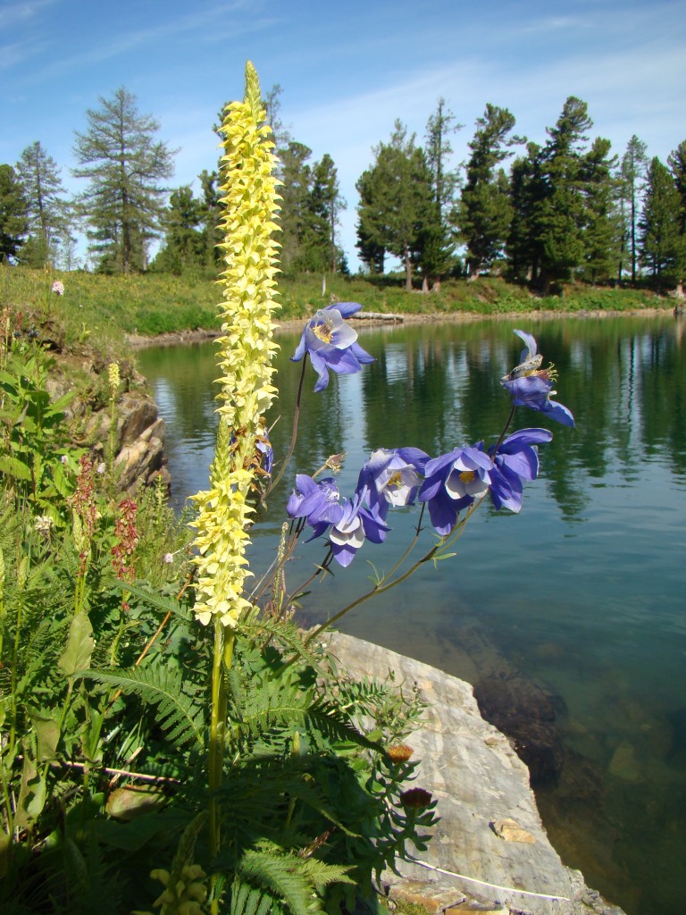 Изображение особи Pedicularis proboscidea.