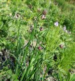 Allium strictum