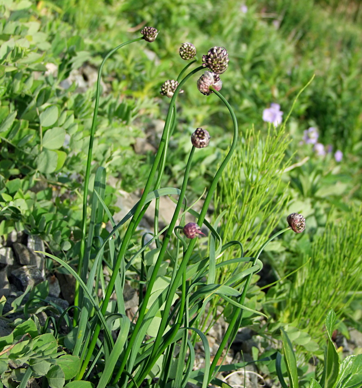 Изображение особи Allium strictum.