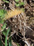 Carlina fennica. Сухое вызревшее соплодие. Санкт-Петербург, Дудергофские высоты, опушка широколиственного леса. 03.05.2010.