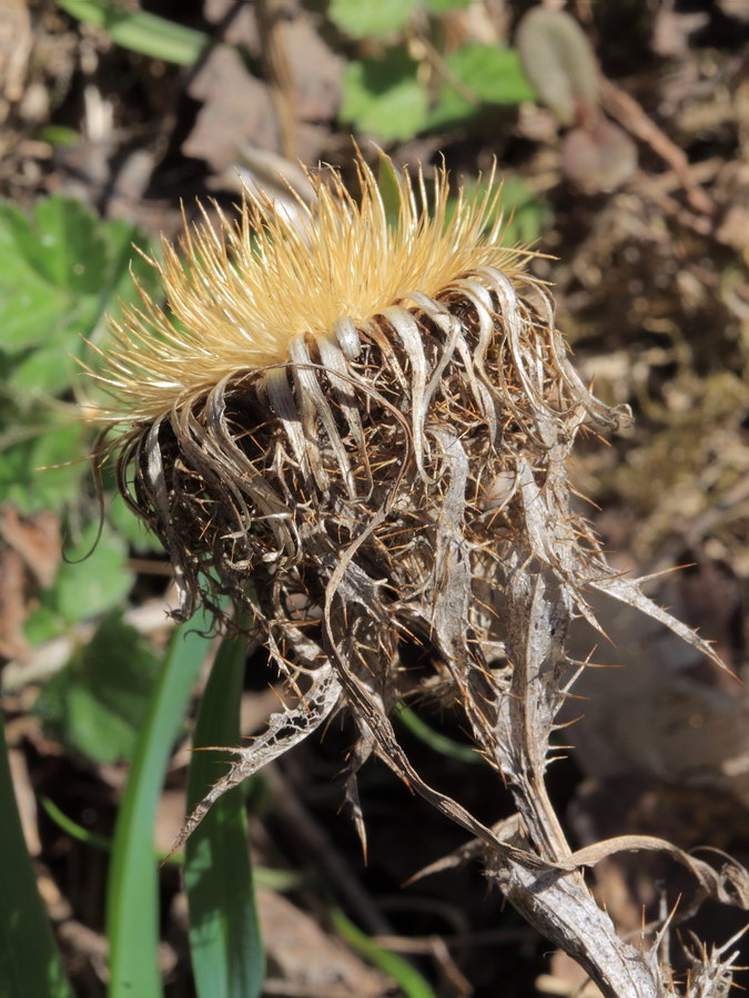 Изображение особи Carlina fennica.