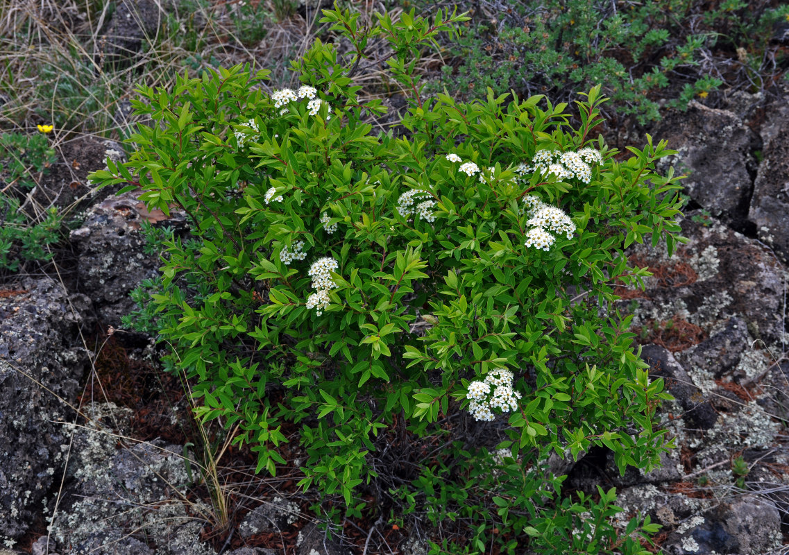 Image of Spiraea flexuosa specimen.