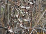 Salix viminalis. Часть побега с высохшими листьями. Украина, г. Николаев, Заводский р-н, Намыв, берег р. Южный Буг. 20.12.2017.