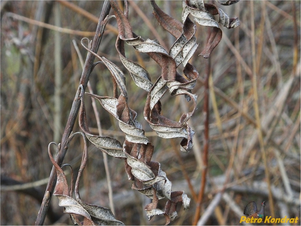 Image of Salix viminalis specimen.