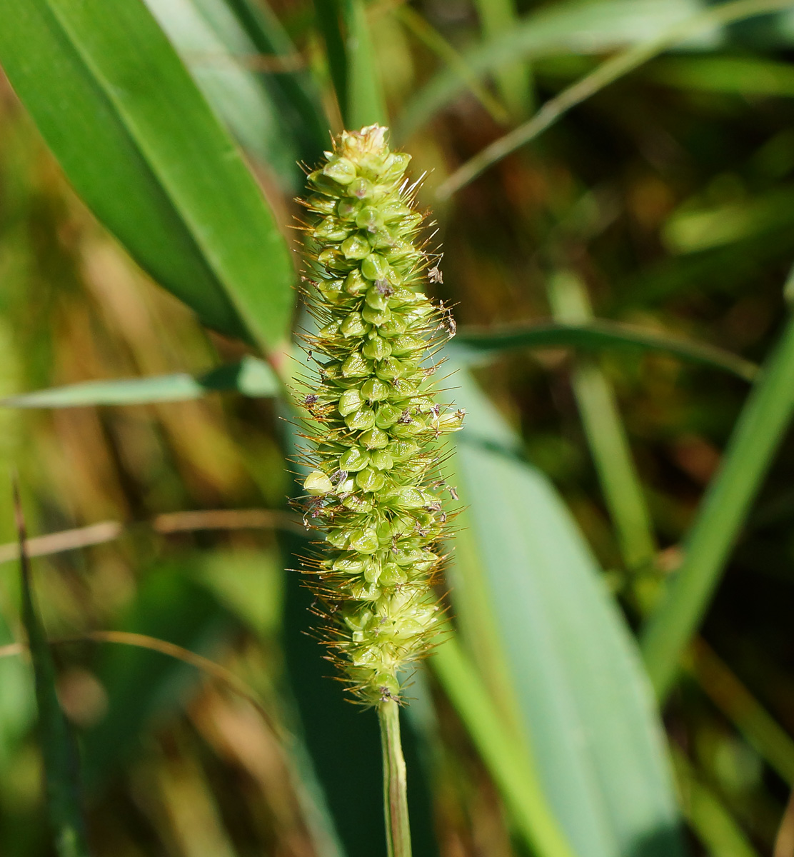 Image of Setaria pumila specimen.