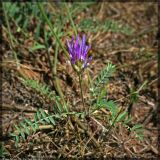 Astragalus onobrychis. Цветущее растение. Республика Татарстан, Муслюмовский район, 26.07.2008.