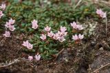 Loiseleuria procumbens