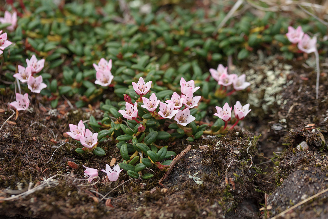 Изображение особи Loiseleuria procumbens.