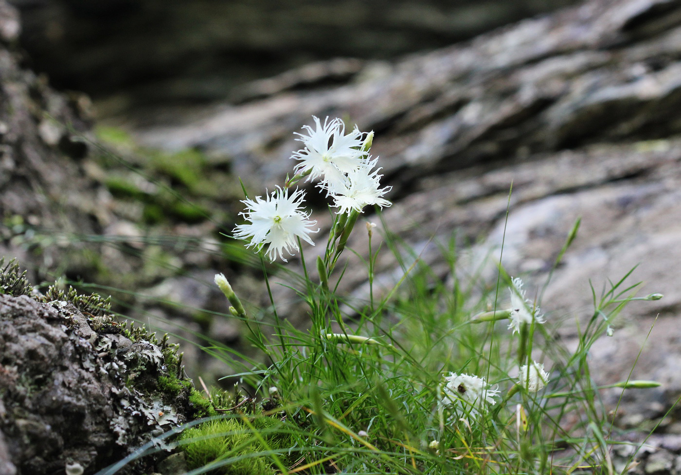 Изображение особи Dianthus acicularis.