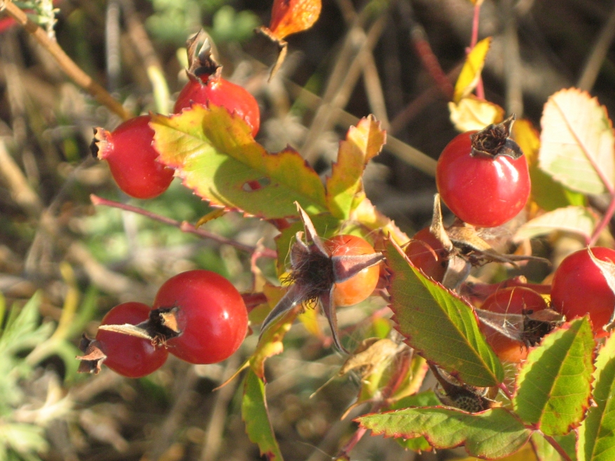 Image of genus Rosa specimen.