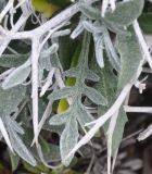 Centaurea spinosa