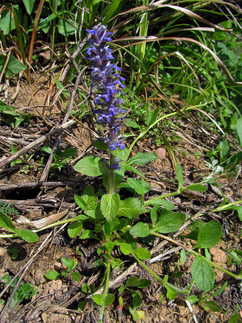 Image of Ajuga reptans specimen.