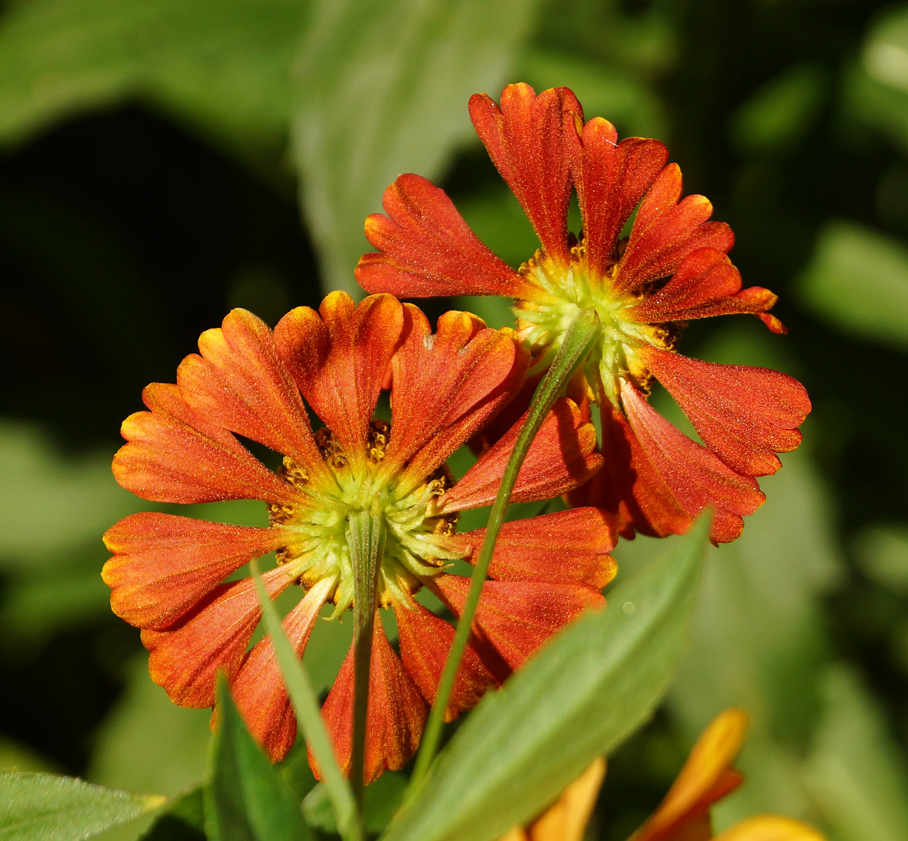 Image of Helenium autumnale specimen.