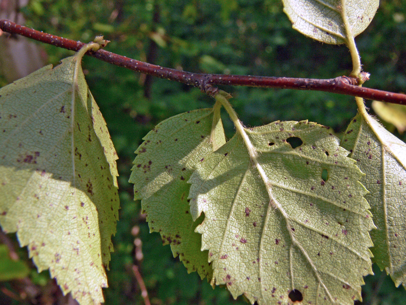 Image of Betula dauurica specimen.