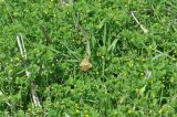 Medicago lupulina. Цветущие растения. Китай, провинция Юньнань, автономный округ Вэньшань-Мяо-Чжуанский, уезд Гуаннань, национальный парк «Guangnan Baimei», огород в окрестностях деревни Baimei. Эти растения растут на месте убранной кукурузы. 03.03.2016.