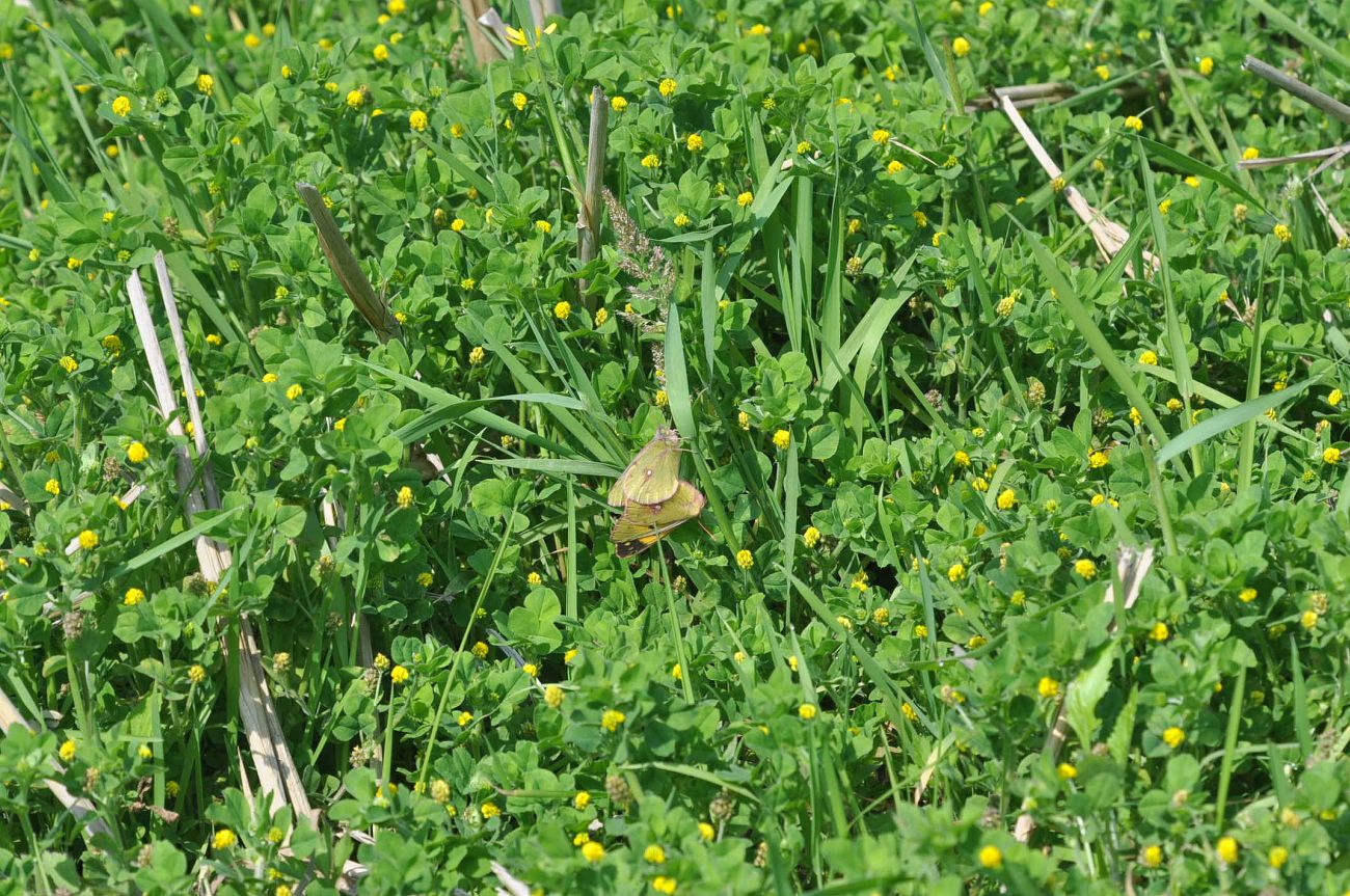 Image of Medicago lupulina specimen.